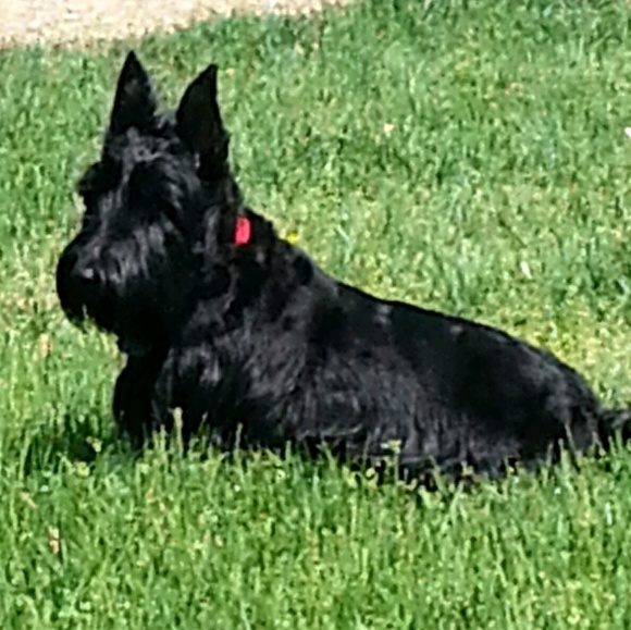 Meet your Posher, Susan - Picture 1 of 1